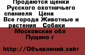 Продаются щенки Русского охотничьего спаниеля › Цена ­ 25 000 - Все города Животные и растения » Собаки   . Московская обл.,Пущино г.